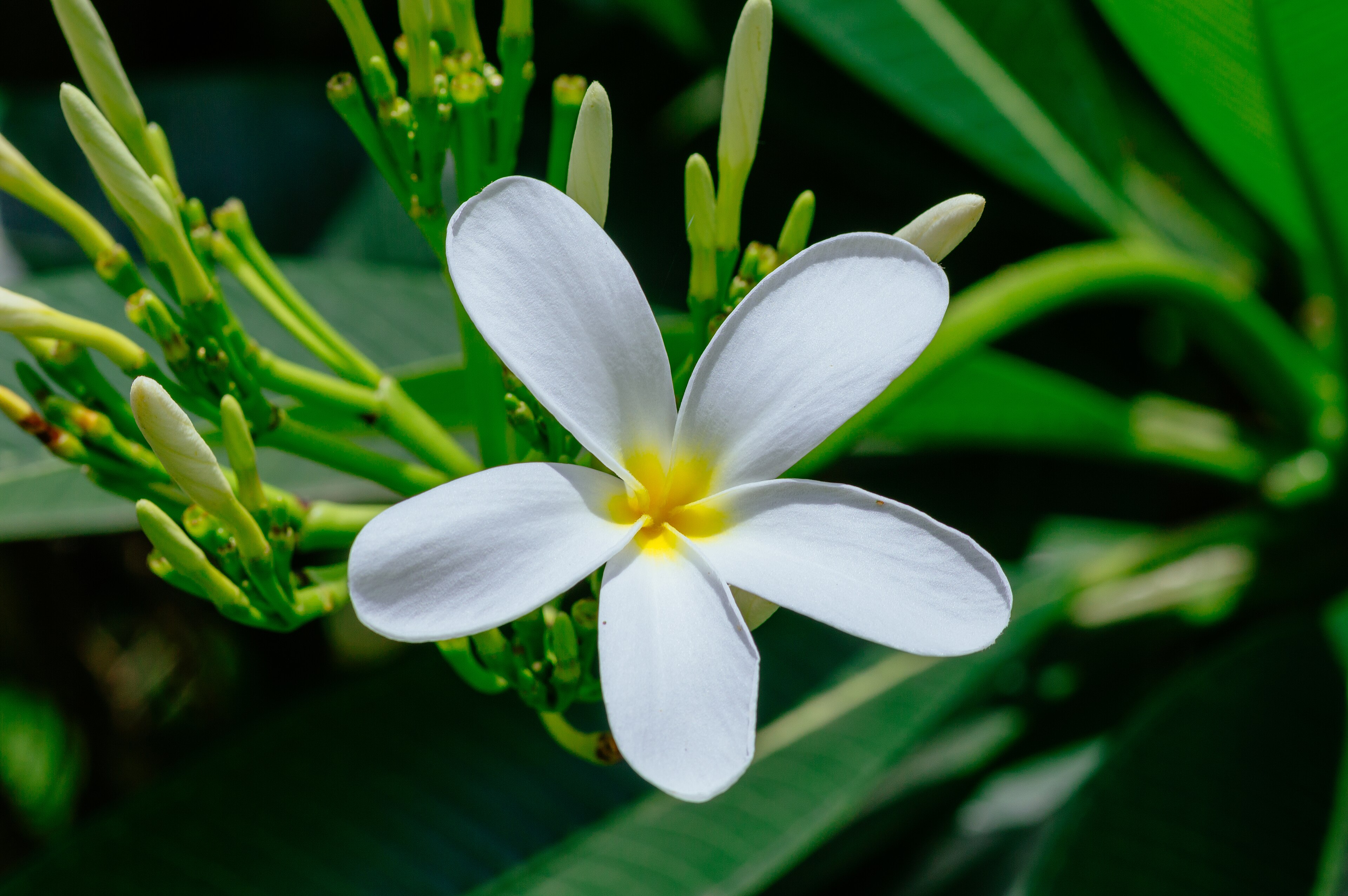 Frangipani flower detail