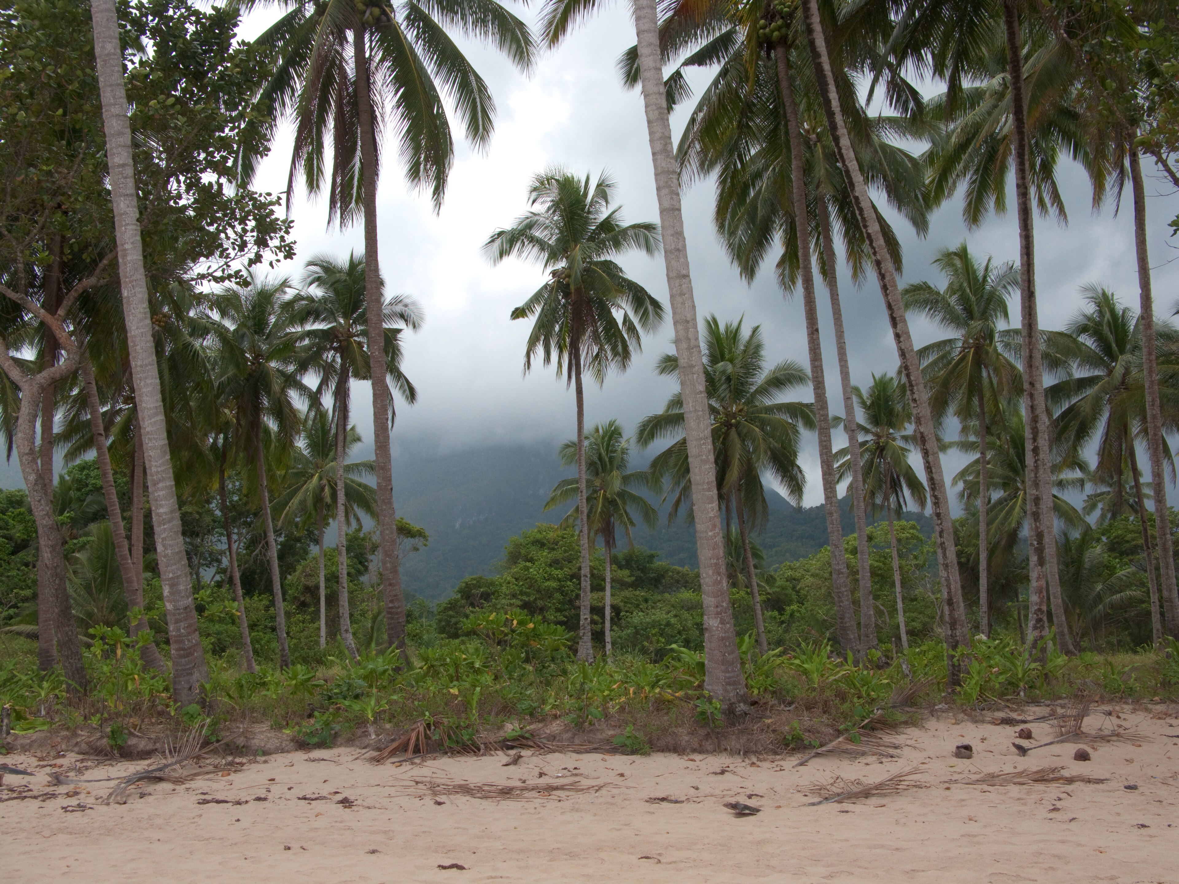 Coconut palms along the beach, ideal for birdwatching